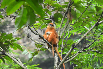 squirrel on a tree