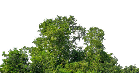 Forest and foliage in summer isolated on transparent background with cut path and alpha channel, high resolution.