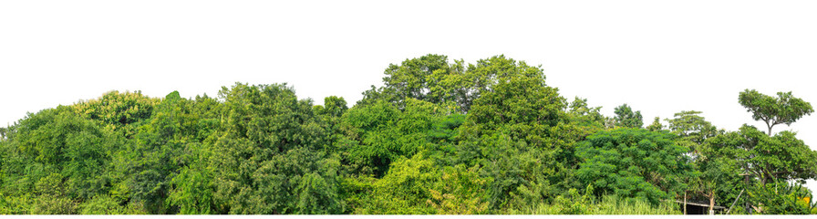 Forest and foliage in summer isolated on transparent background with cut path and alpha channel, high resolution.