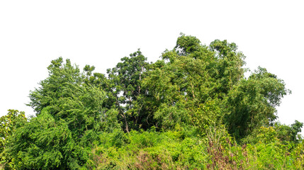 Forest and foliage in summer isolated on transparent background with cut path and alpha channel, high resolution.