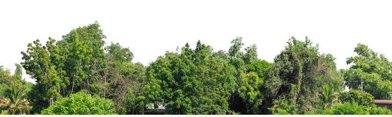 Forest and foliage in summer isolated on transparent background with cut path and alpha channel, high resolution.
