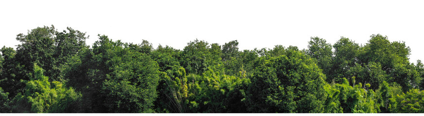 Forest and foliage in summer isolated on transparent background with cut path and alpha channel, high resolution.