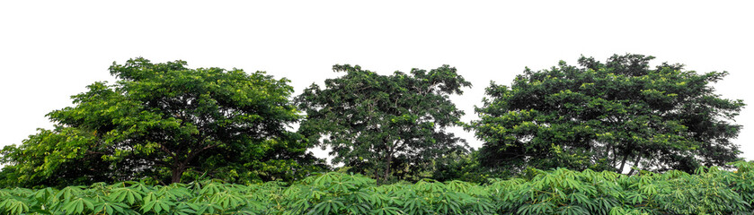 Forest and foliage in summer isolated on transparent background with cut path and alpha channel, high resolution.