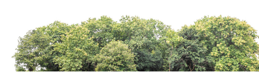 Forest and foliage in summer isolated on transparent background with cut path and alpha channel, high resolution.