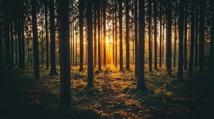 Obraz premium Moody Autumn Forest with Sunlight Through Trees