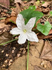 white flower