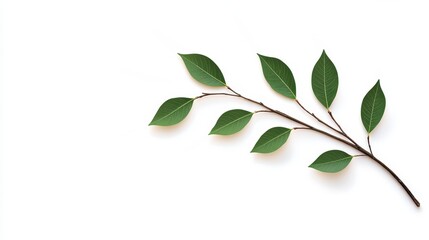 Fototapeta premium A simple green branch with multiple leaves, set against a clean white background, highlighting nature's beauty and elegance.