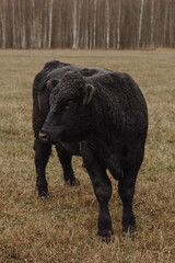 Rural pasture surrounded by a grim and atmospheric farm landscape. Animal husbandry concept.