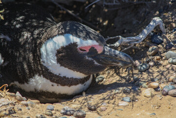 Magellanic penguin ,also known as the Patagonian penguin