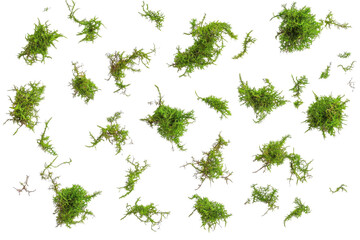 Green moss scattered- isolated on white background- top view- clipping