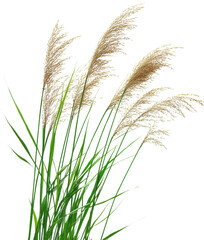 Cane- reed seeds and green grass isolated on white background- clipping path