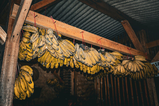 lots of bananas displayed by hanging them
