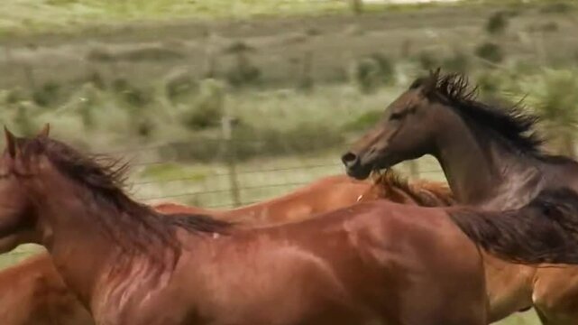 horse and foal running in the field, horse running, horse in the field