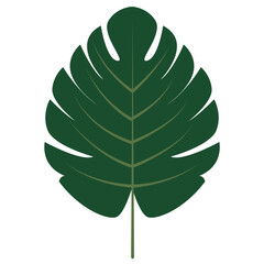 Tropical Leaves in Green Color Design. Vector Illustration Isolated on White Background