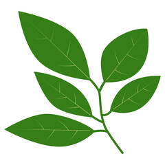 Tropical Leaves in Green Color Design. Vector Illustration Isolated on White Background