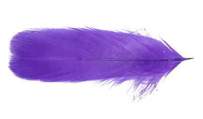 Feathers, wings, angels, fur, turkeys, roosters, hens, geese, ducks, swans, fluttering, animals,...