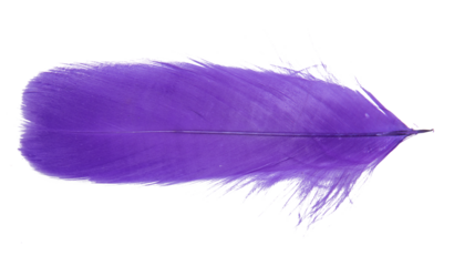 Feathers, wings, angels, fur, turkeys, roosters, hens, geese, ducks, swans, fluttering, animals, birds, flying birds, ostriches, eagles, letters, vintage, sparrows, swallows, crows,