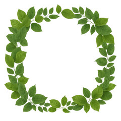 Fototapeta premium Lush green leaves form a vibrant natural frame