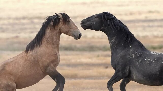 two horses in the field, horses on the ground