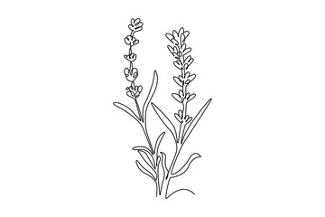 Continuous one line drawing of beauty fresh lavandula for garden logo. Printable decorative lavender flower concept for home wall decor poster art. Single line draw design vector graphic illustration