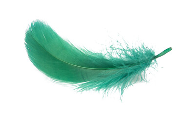 Feathers, wings, angels, fur, turkeys, roosters, hens, geese, ducks, swans, fluttering, animals, birds, flying birds, ostriches, eagles, letters, vintage, sparrows, swallows, crows,