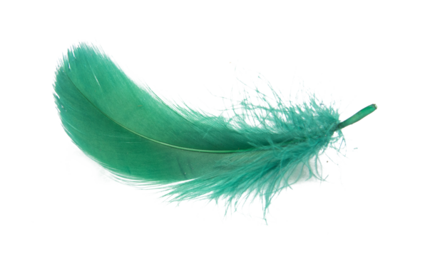 Feathers, wings, angels, fur, turkeys, roosters, hens, geese, ducks, swans, fluttering, animals, birds, flying birds, ostriches, eagles, letters, vintage, sparrows, swallows, crows,