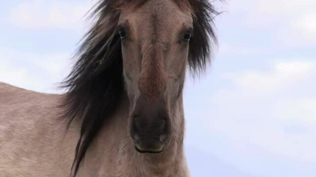 portrait of a horse. horse in the wind. horse in the field.