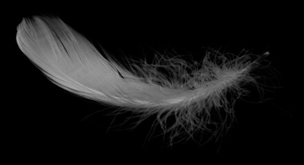 Feathers, wings, angels, fur, turkeys, roosters, hens, geese, ducks, swans, fluttering, animals, birds, flying birds, ostriches, eagles, letters, vintage, sparrows, swallows, crows,