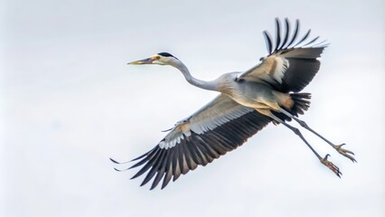 Fototapeta premium Grey Heron in Flight with Spread Wings Against a White Sky