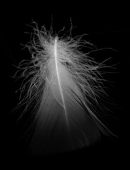 Obraz premium Feathers, wings, angels, fur, turkeys, roosters, hens, geese, ducks, swans, fluttering, animals, birds, flying birds, ostriches, eagles, letters, vintage, sparrows, swallows, crows,