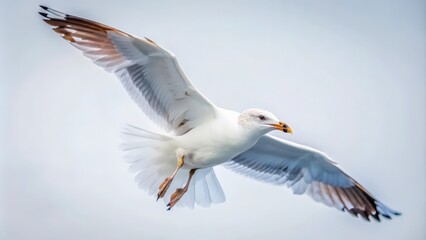 Fototapeta premium White Seagull In Flight Against Clear Blue Sky