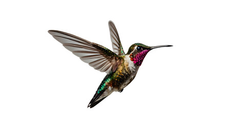 Fototapeta premium hummingbird isolated on white