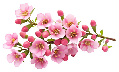 PNG Flower blossom plant