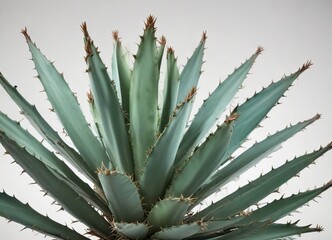 Fototapeta premium Prickly agave plant isolated on white background, leafy green, desert landscape