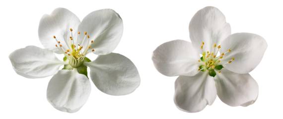 Delicate white flowers with vibrant yellow stamens, symbolizing purity and new beginnings.