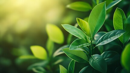Obraz premium Fresh green leaf close-up in sunlit garden, lush natural foliage background for eco-friendly design or spring themes