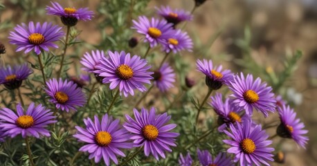 Fototapeta premium Closeup of dark purple aster flowers swaying gently in the breeze on a crisp autumn day in Texas, autumn landscape , aster, blurred petals