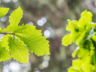 Oak branches with green and yellow leaves in autumn park.