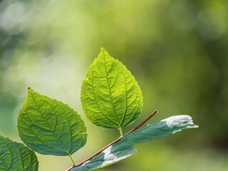 Sunlight shining through green leaves. Green leaves background
