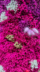 Obraz premium Vibrant Pink and Purple Dried Flowers with White and Beige Accents – Colorful Floral Texture Close-Up
