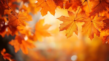 Obraz premium Vibrant orange fall leaves and maple trees creating a beautiful autumn scene