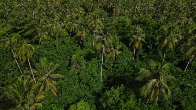 Tropical island full of palm trees, Tropical jungle, Indonesia