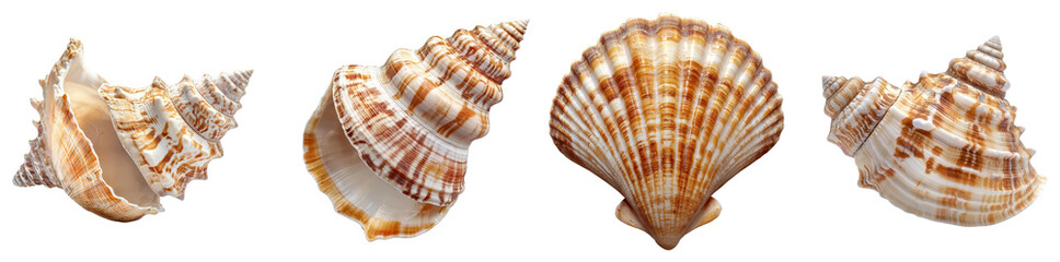 Obraz premium Collection of Various Beautiful Seashells Displayed on a White Background