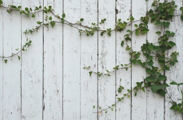 Vine creeps on weathered white fence.