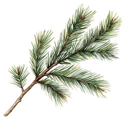 Obraz premium PNG Pine branch illustration plant tree.