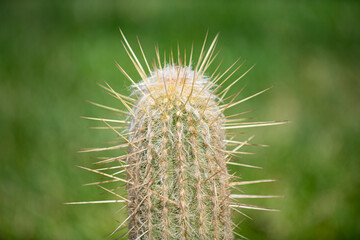 Cactus pattern. Cactus background. Cactus or Cacti Plants. Cactus plants. Background succulent plant with spines. Green thorn succulent.