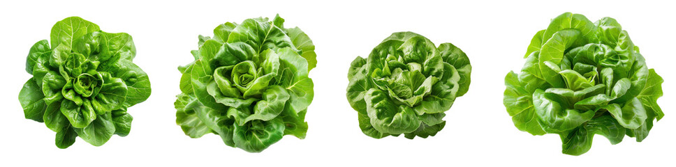Collection of Fresh Green Lettuce Varieties Displayed on a White Background