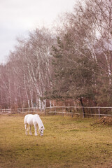 Kleines Pony auf der Wiese