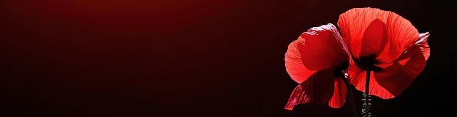 Two red poppies, backlit, dark background.