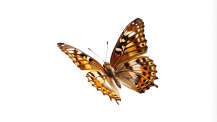 Naklejka premium A Brown and Orange Butterfly in Flight Against a White Background